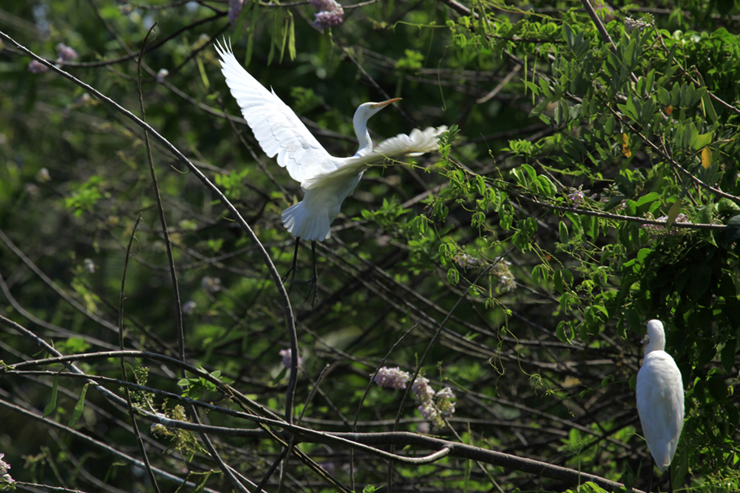 Birds in the backwaters of Kumarakom sanctuary