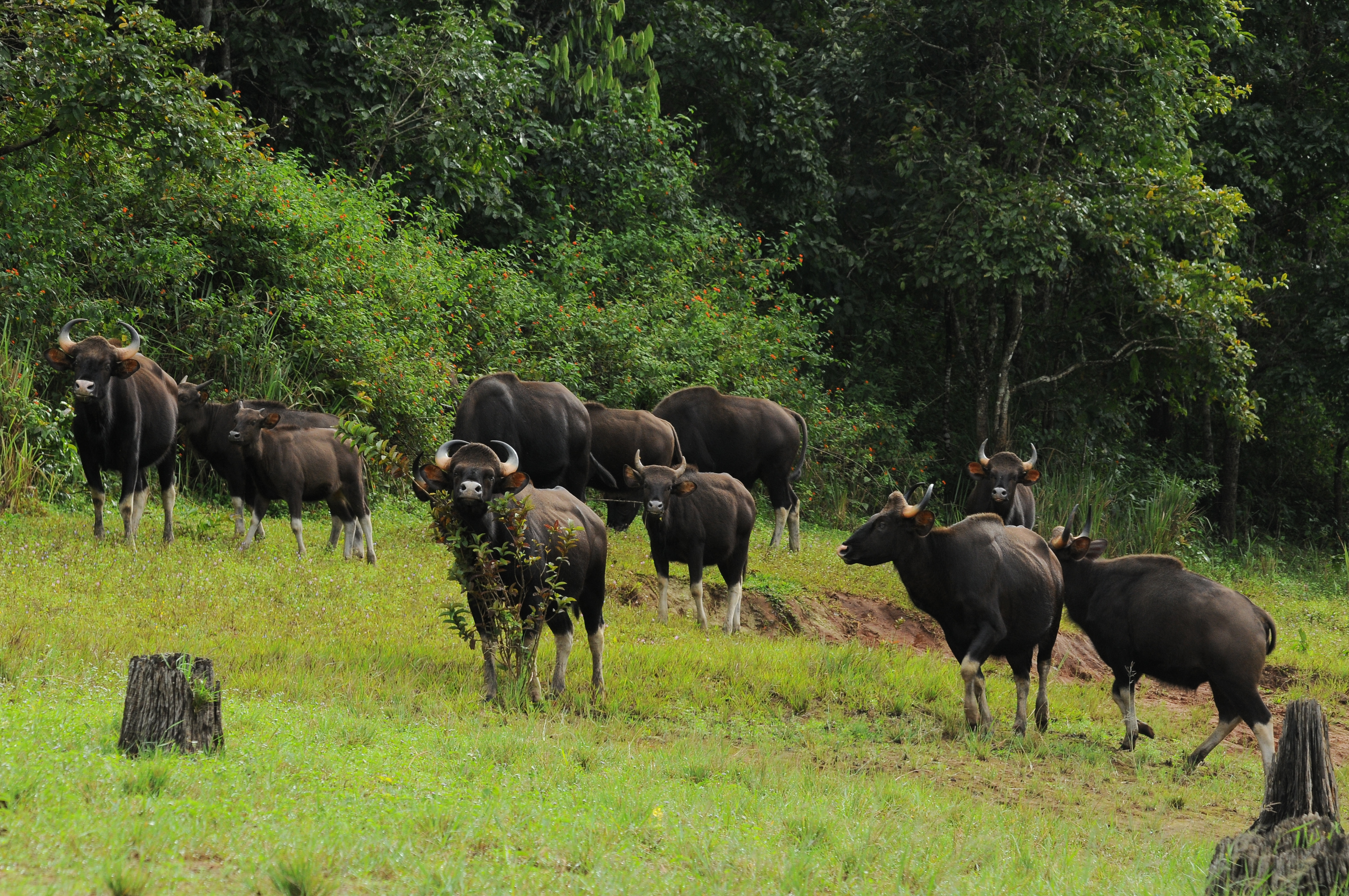 Indian bison (Gaur) at Periyar Tiger Reserve, Kerala — the world's largest wild bovine species seen near forest clearings