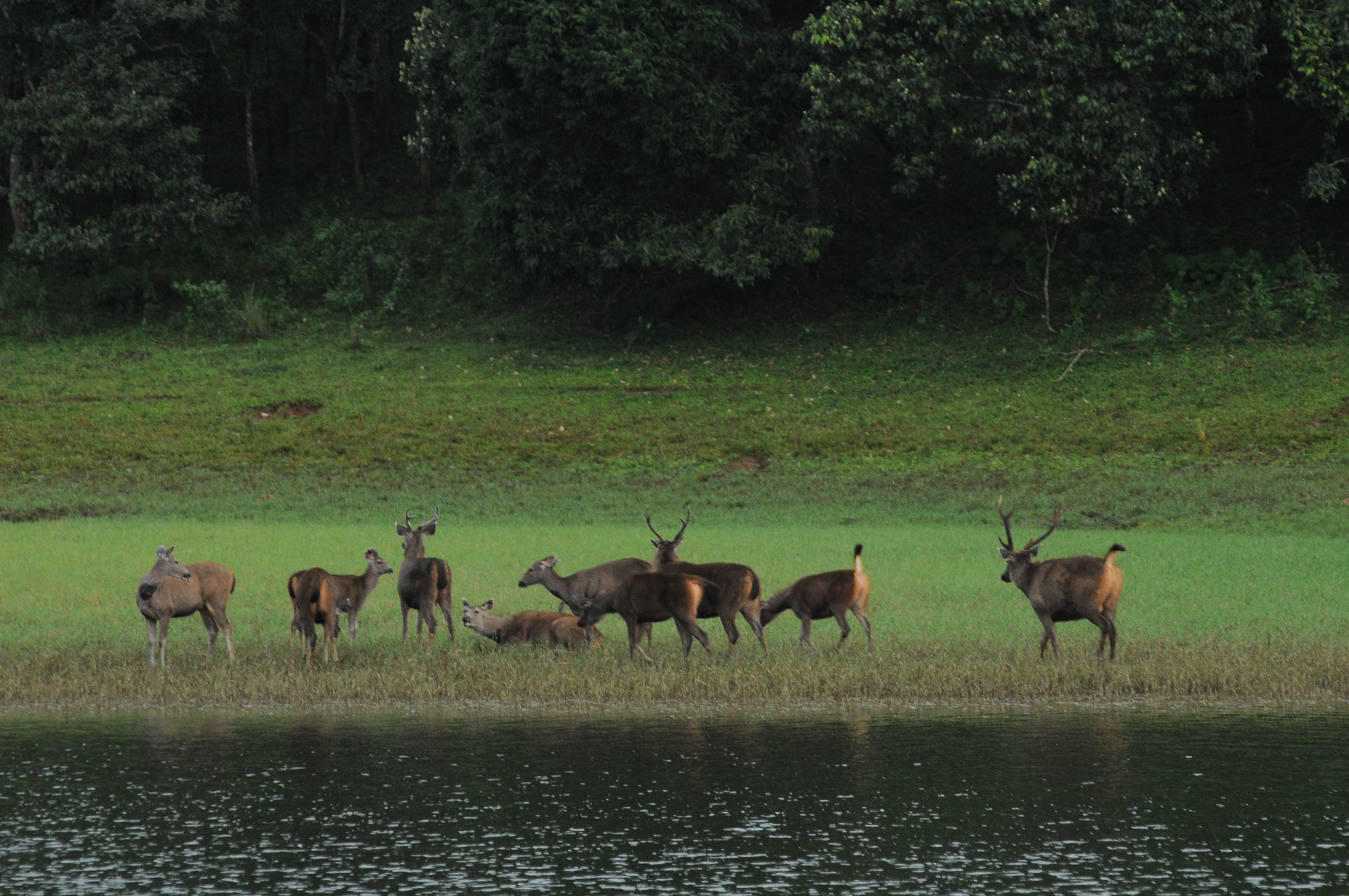Graceful deer grazing in a forest clearing at Periyar Tiger Reserve, Thekkady, Kerala