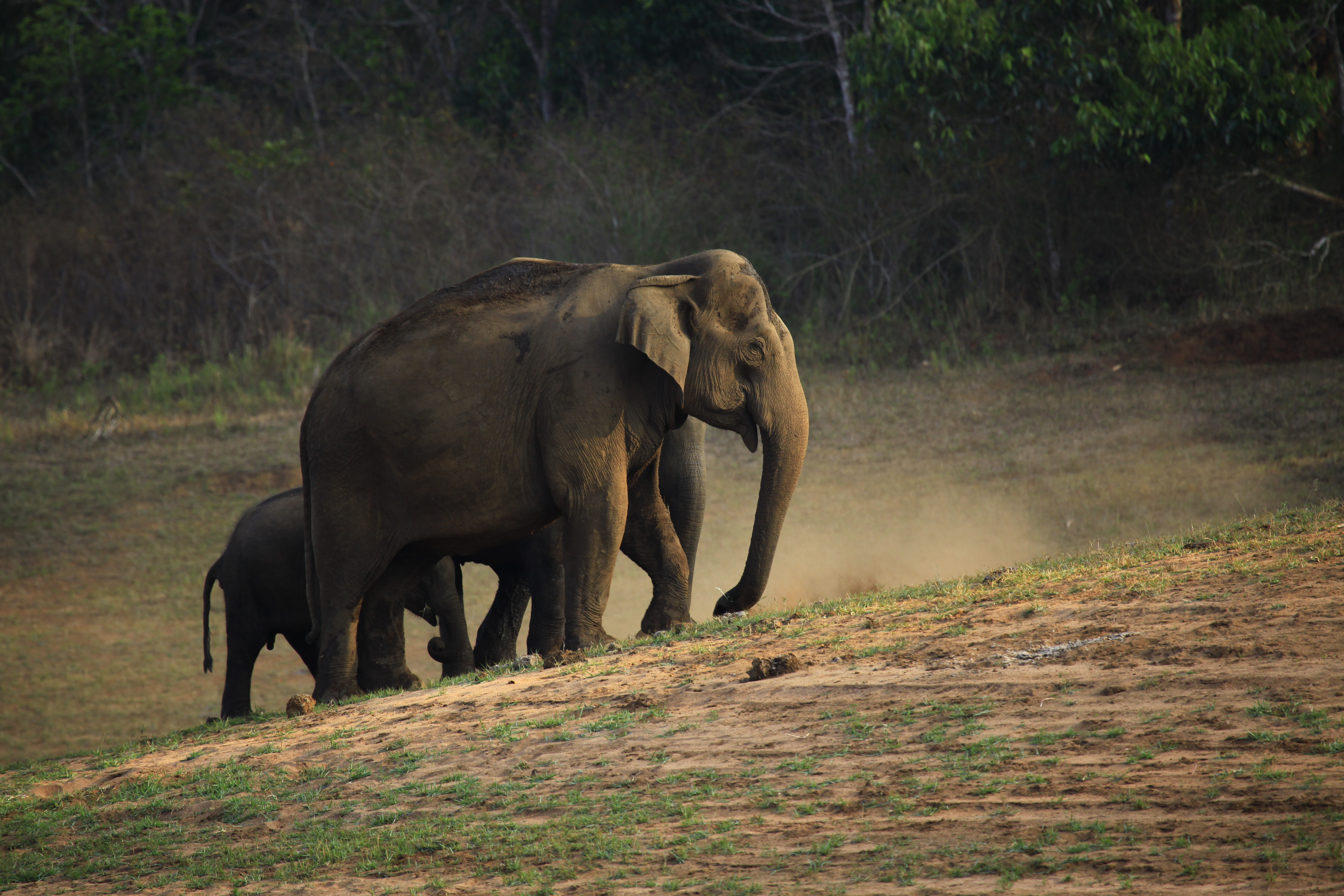A herd of wild Asian elephants at Periyar Tiger Reserve, Kerala, walking near the lake shore with green forest in the background