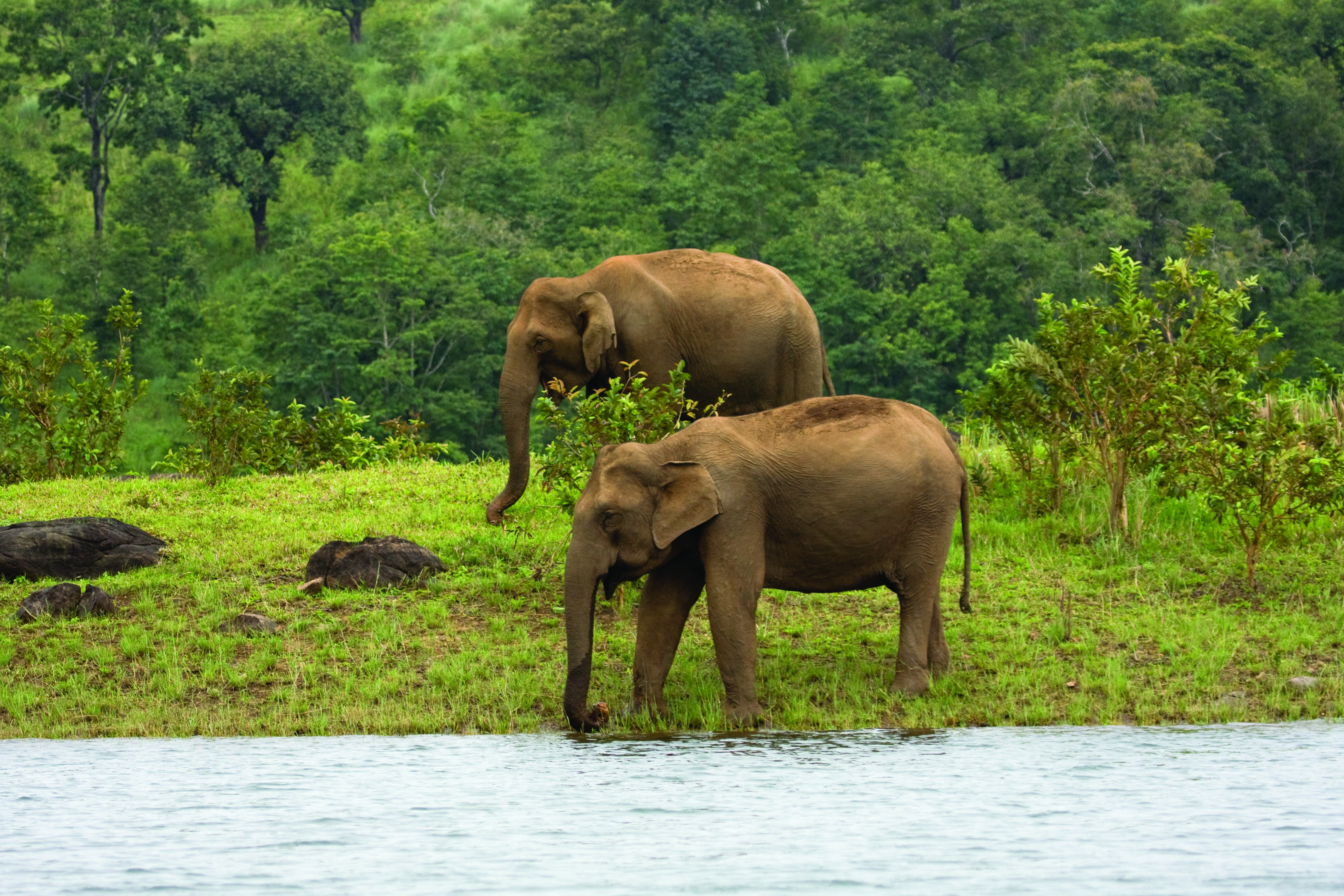 Elephants at Thekkady