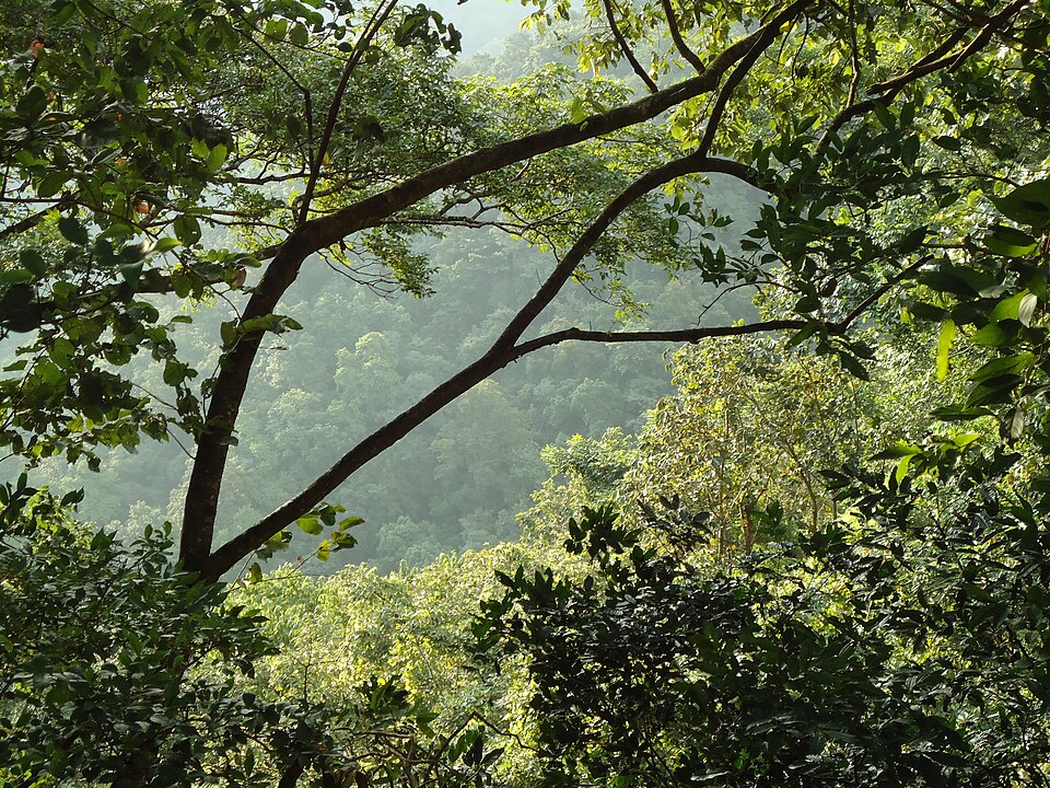 Dense green forest canopy along the Sabarimala trek route — ancient Western Ghats rainforest inside Periyar Tiger Reserve Kerala