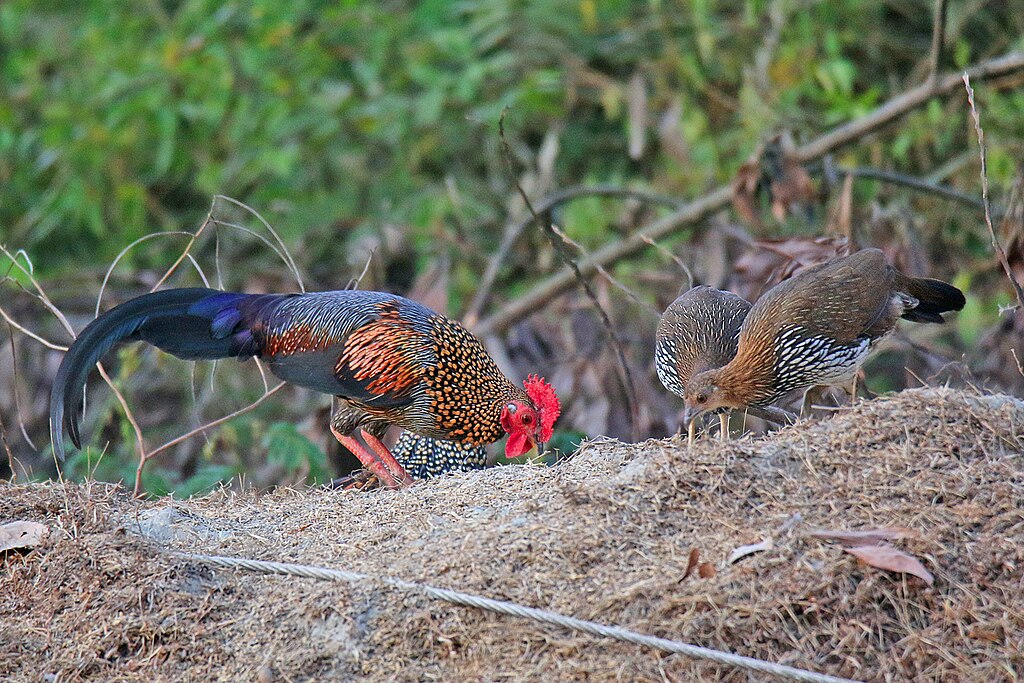 Grey junglefowl at Thattekkad