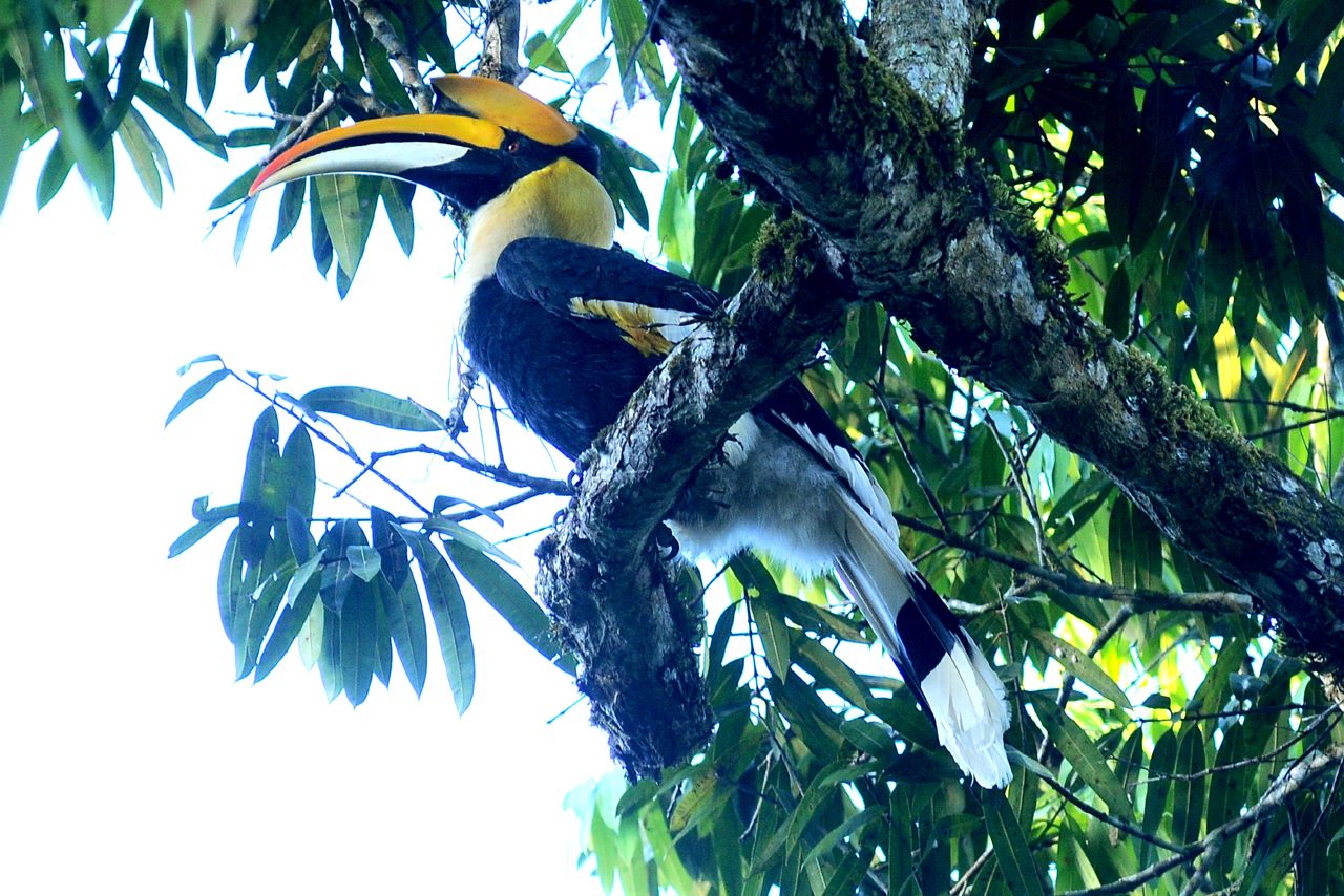 Great Hornbill perched in the forests of Nelliyampathy Hills