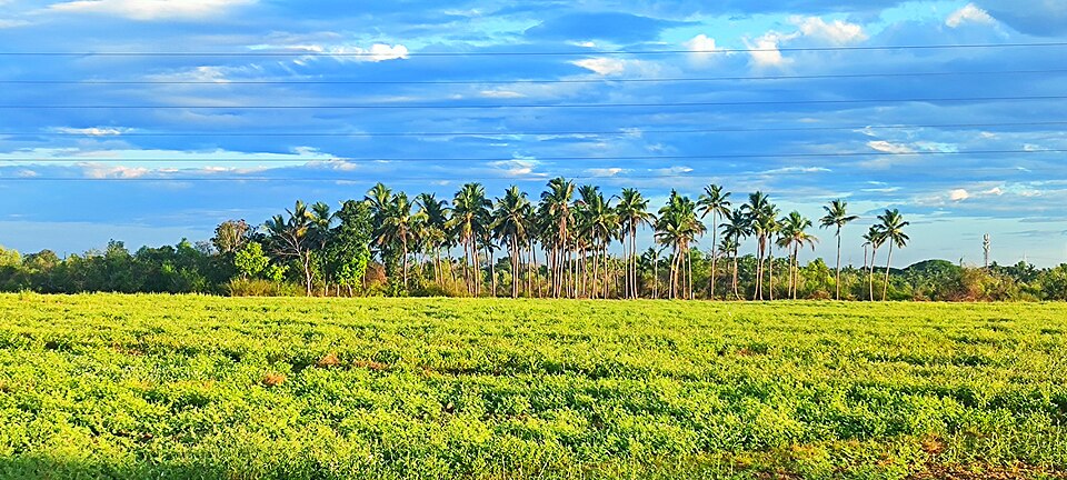 Flocks of migratory birds at Kattampally bird watching area in Kerala