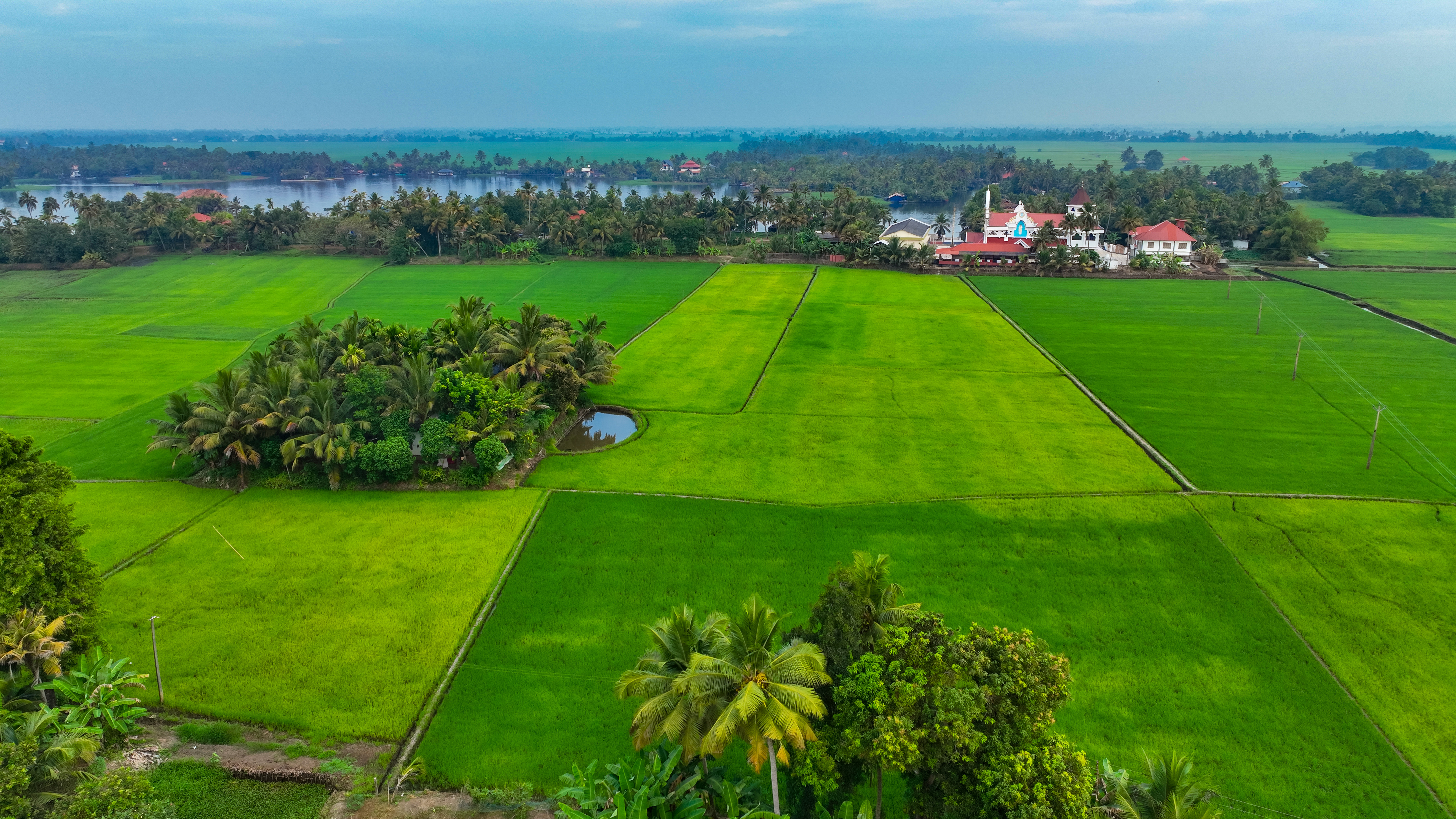 The serene paddy fields and backwaters of Kuttanad, Kerala, showcasing its unique agricultural ecosystem.