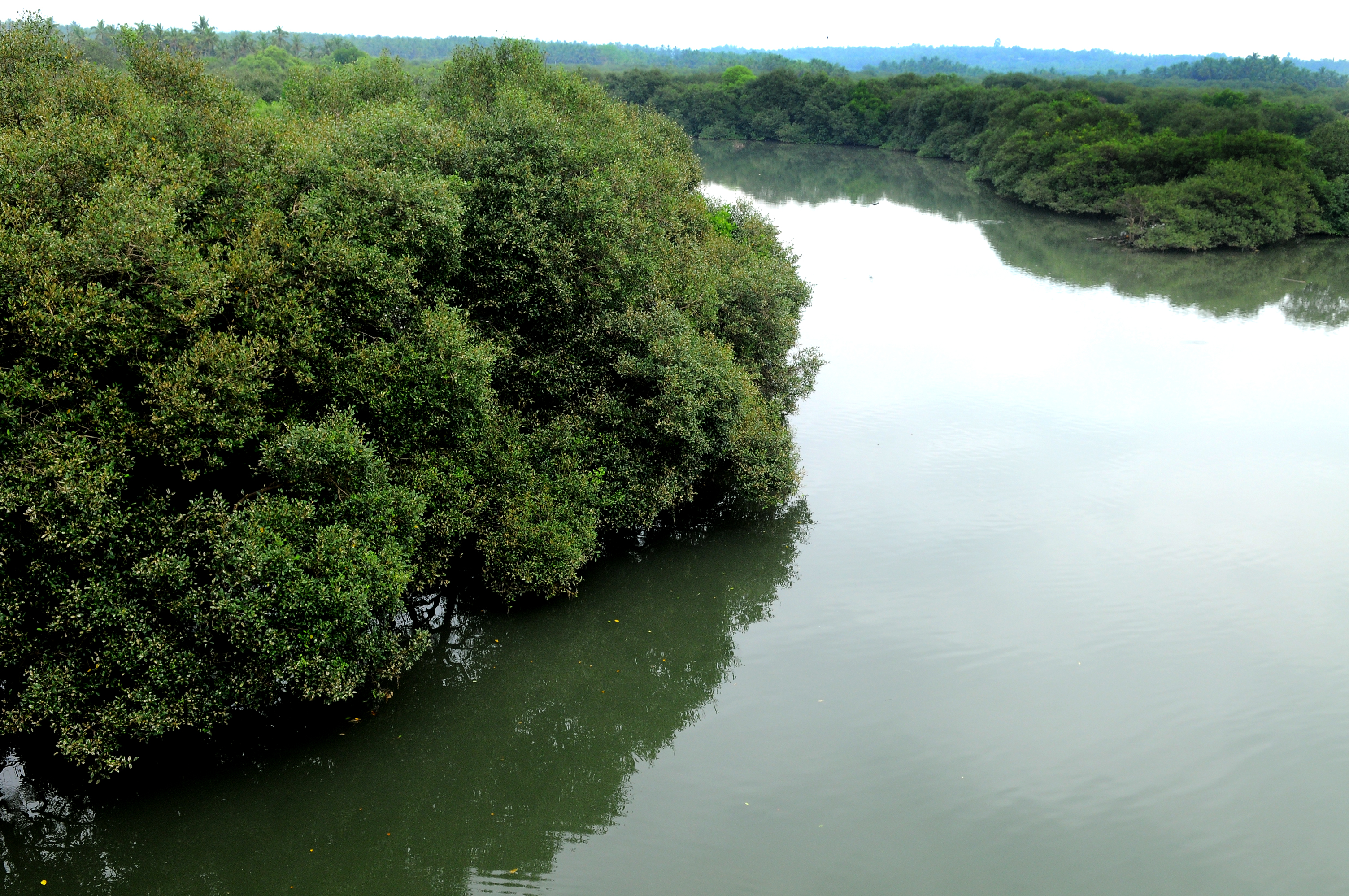 Mangrove Forest in Kannur - Eco Tourism in Kerala Serene view of the mangrove forest in Kannur, Kerala