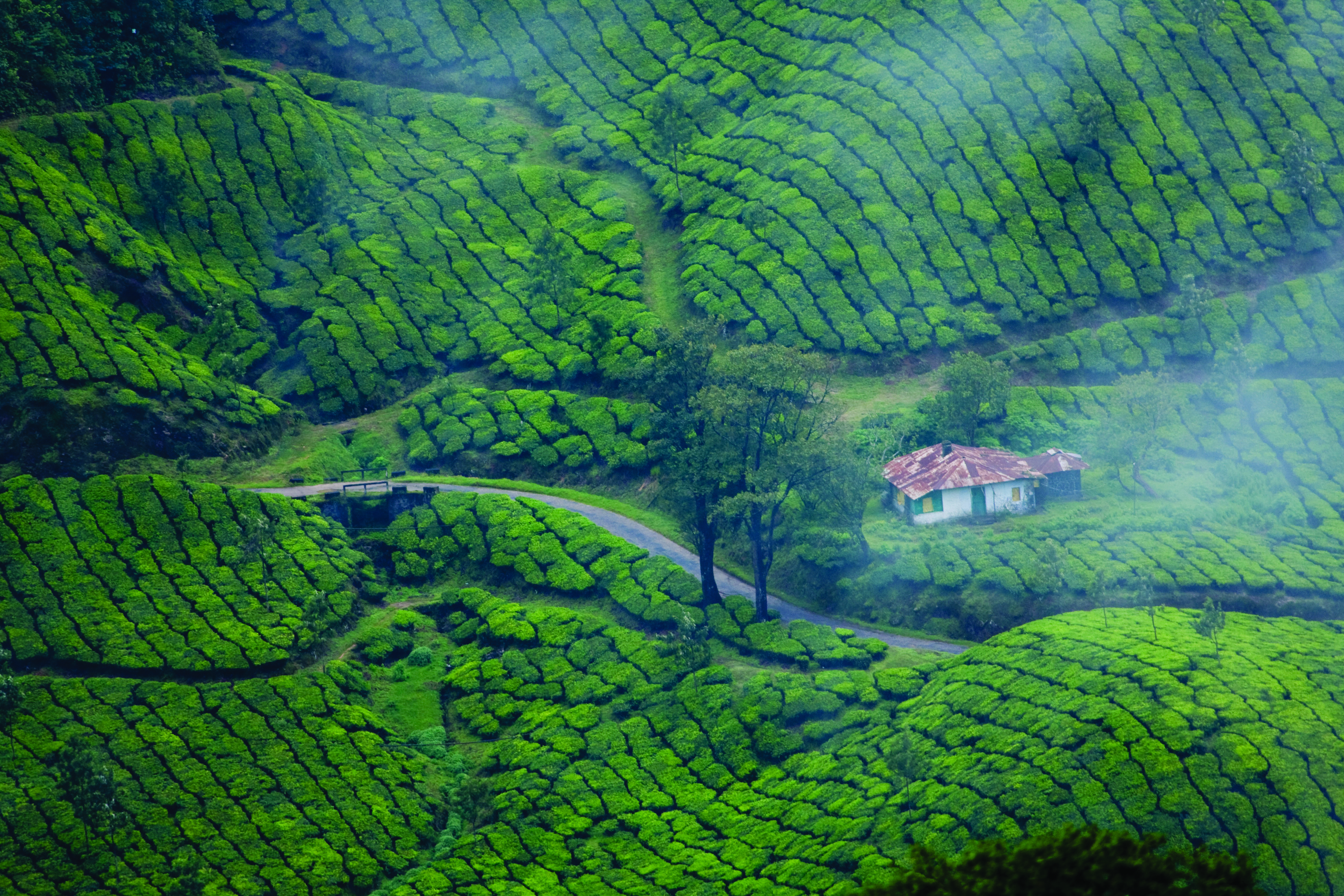 Munnar Hill Station Kerala
