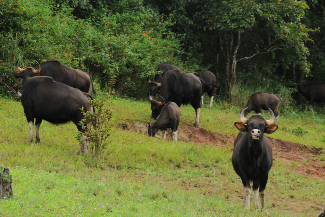 Buffalo at Periyar National Park, grazing in the wild