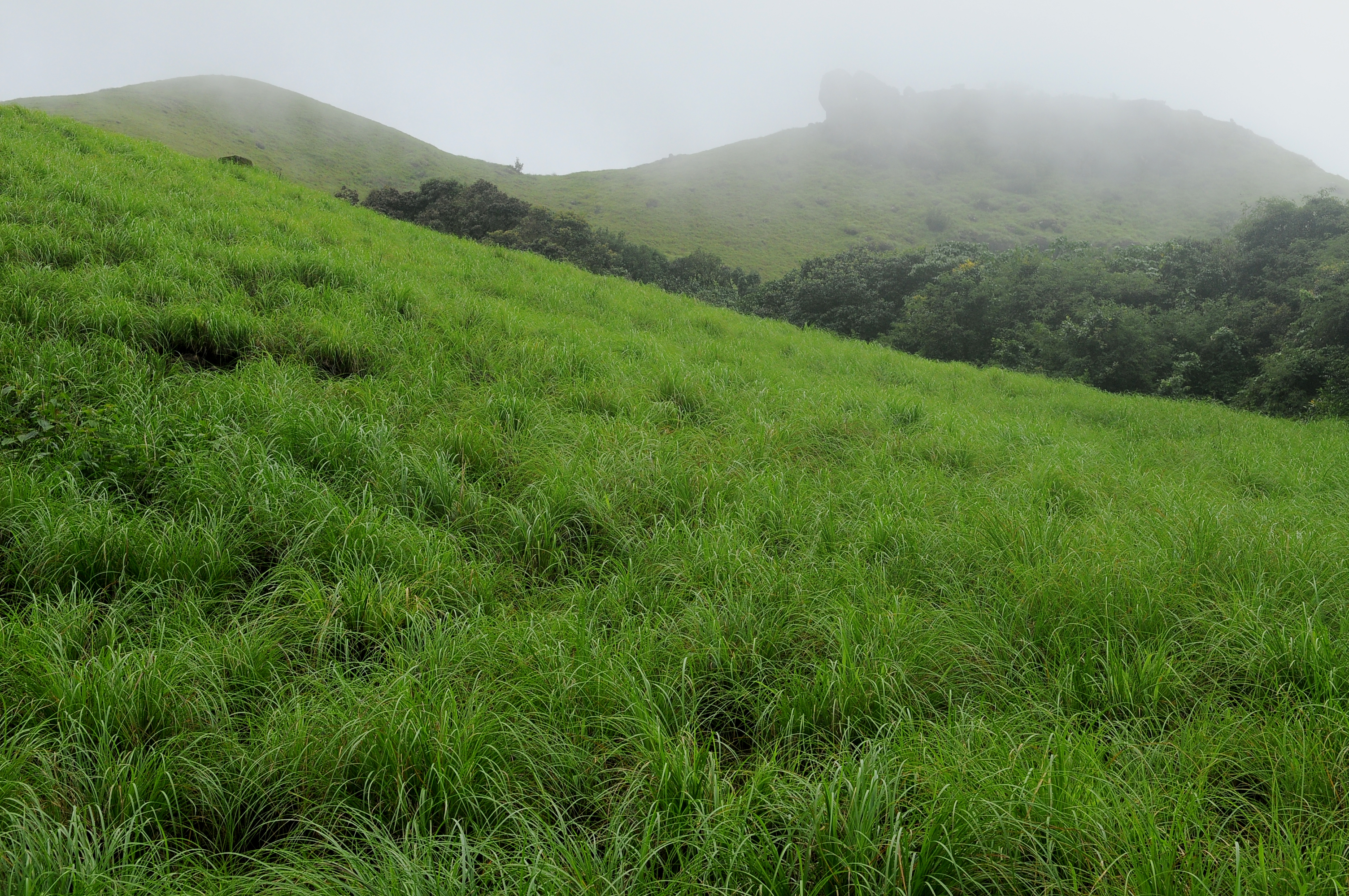 Ranipuram hilltop grasslands Kasaragod Kerala — lush rolling meadows and forest on the northern Malabar plateau near Bekal Fort