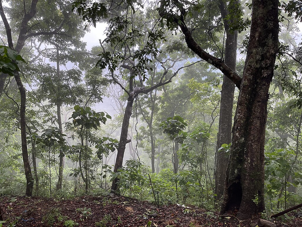 Dense ancient Western Ghats forest surrounding Sabarimala — Periyar Tiger Reserve Kerala biodiversity corridor home to tigers elephants and leopards