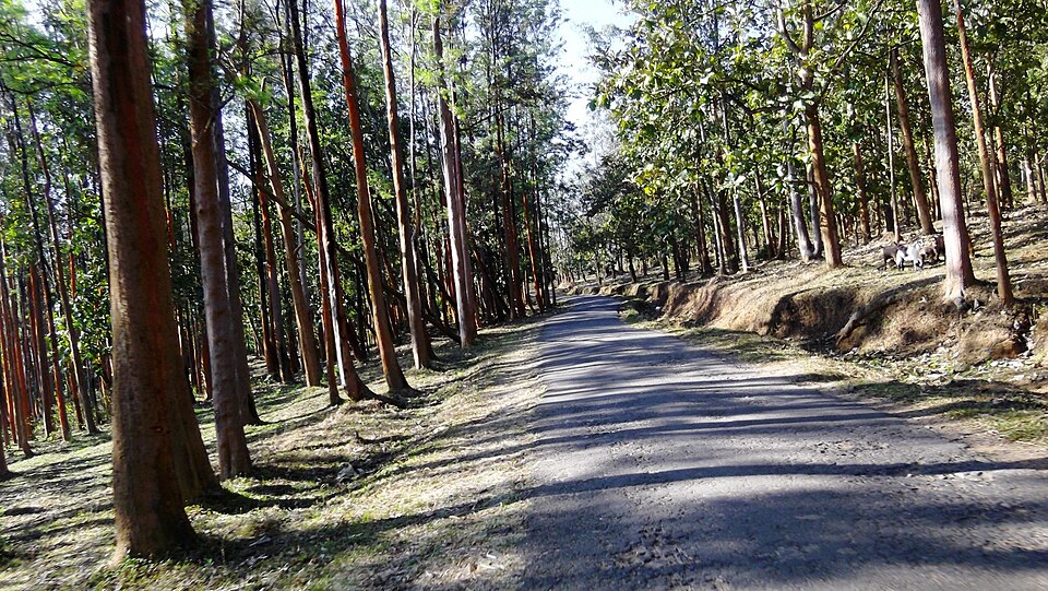 Thirunelly reserve forest road through dense jungle canopy Wayanad Kerala