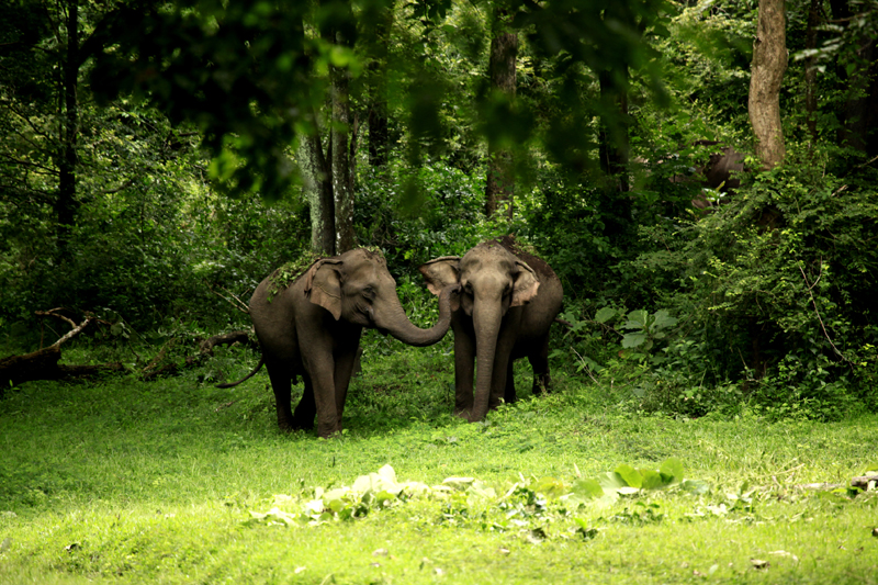 Tholpetty Wildlife Sanctuary in Wayanad, Kerala — part of the Nilgiri Biosphere Reserve and home to elephants, leopards, tigers, gaur, Indian wild dogs and over 350 bird species