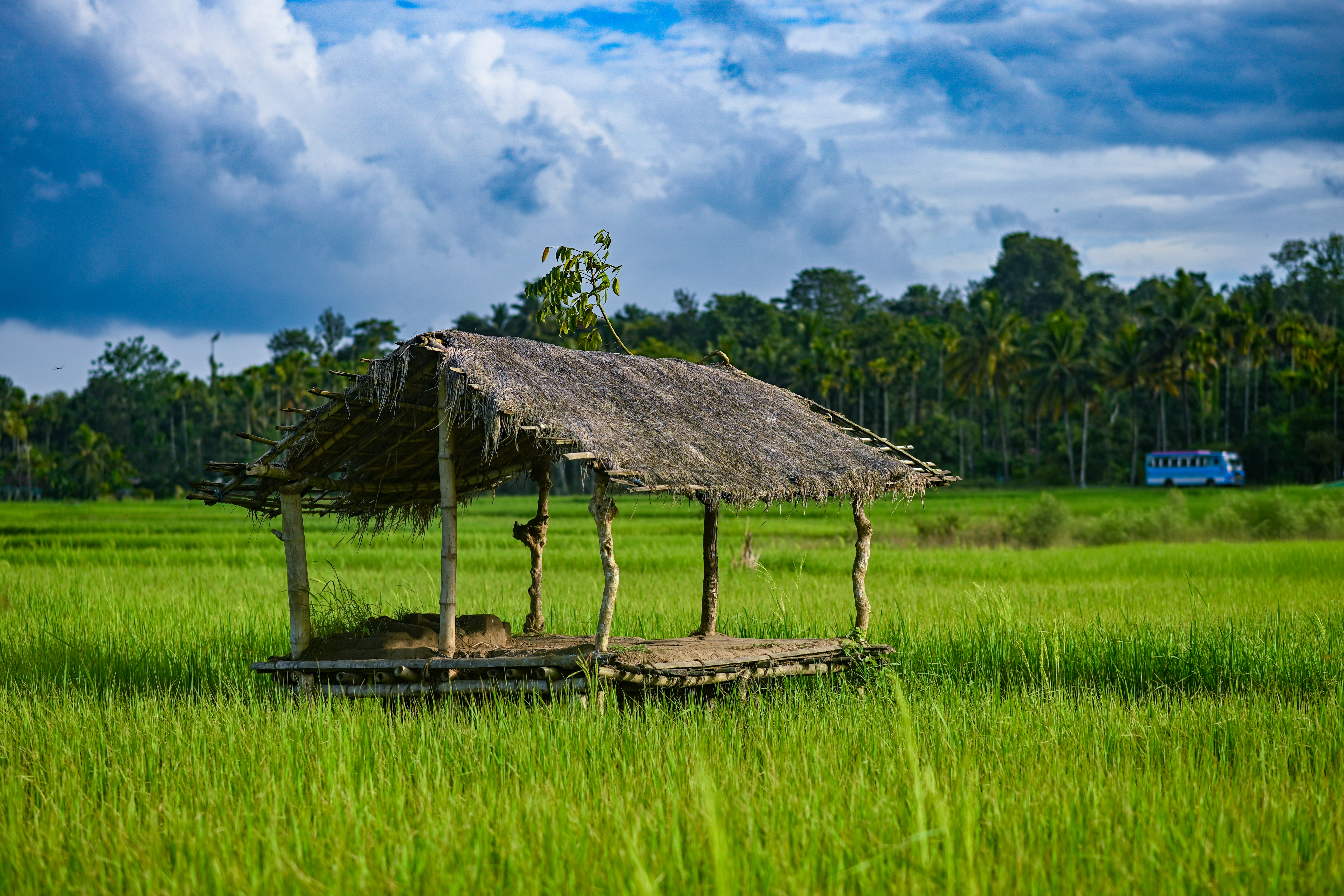 Scenic village landscape in Wayanad district, Kerala, with lush Western Ghats forest cover in the background