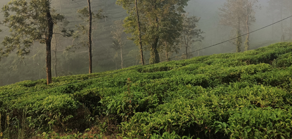 Tea garden trek at Vythiri Wayanad — rows of tea bushes flanking the trail to Kanthanpara Waterfall Meppadi